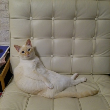 寒い今日。“猫はこたつで丸くなる”じゃなくて、“猫はソファーを独り占め”