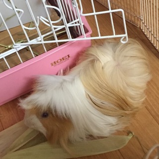 モルモットの里親募集