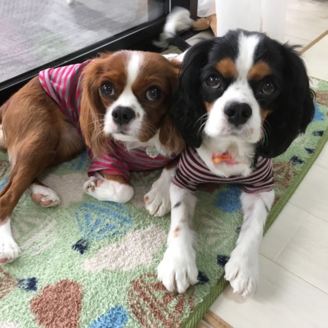 ウェン７のカバー写真