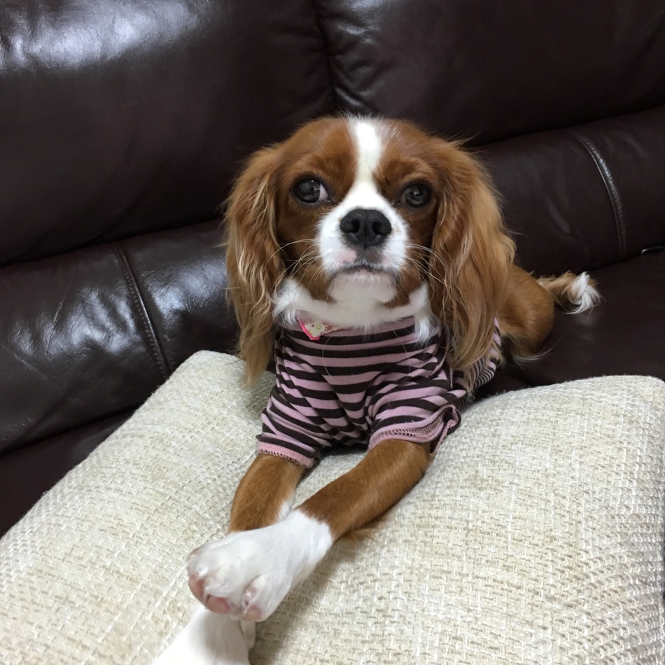 NANAのカバー写真