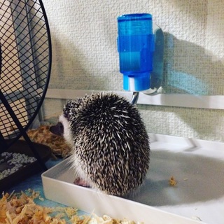 ハリネズミ、ソルト&ペッパー 