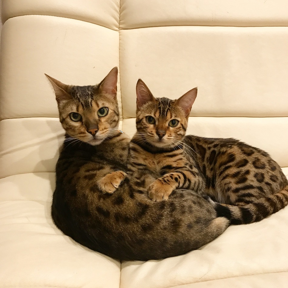 クレアのカバー写真