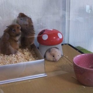 ゴールデンハムスター三匹の赤ちゃん