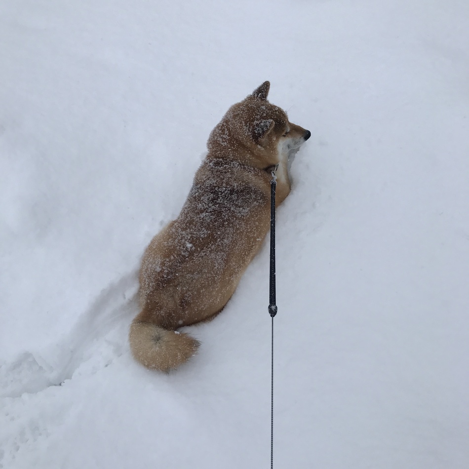 豆太郎のカバー写真
