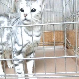 ３才半のアメショの女の子です。