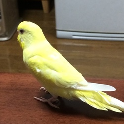 新しい家族が増えました