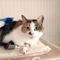 可愛いお顔の三毛猫です