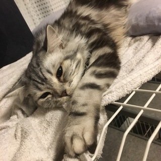 人懐っこい子猫の里親募集します。