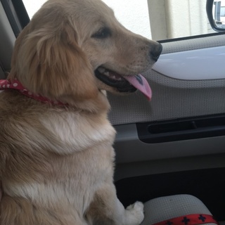 緊急！里親募集！