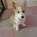 生後3か月　コーギーの男の子です。
