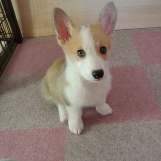 生後3か月　コーギーの男の子です。