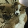 中型ふわふわ子犬 サムネイル2