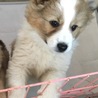 中型ふわふわ子犬 サムネイル4