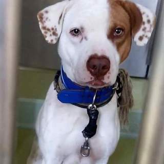 大きな可愛いピットmix男の子