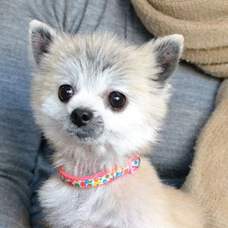 大分：超小型の♀、ウッコです