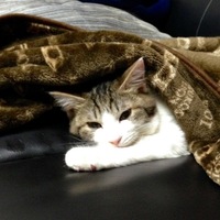 レオウ・モリス・ファンタジア