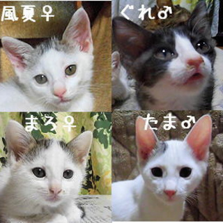 交通量の多い場所に5匹、棄てられていたたまちゃん