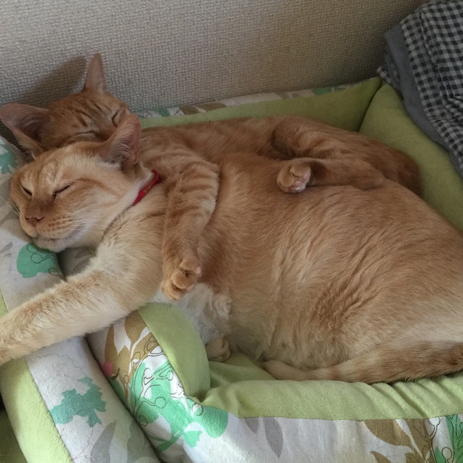 はなのカバー写真