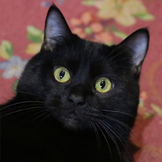 H27-11　2歳の男の子クロちゃん