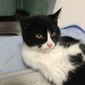 マンチカンの子猫の里親さん募集中