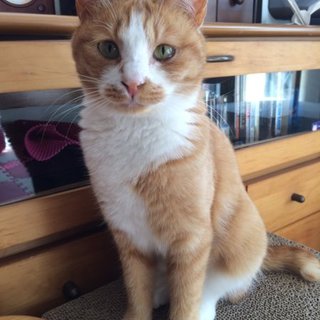 保護猫「小花ちゃん」里親募集！