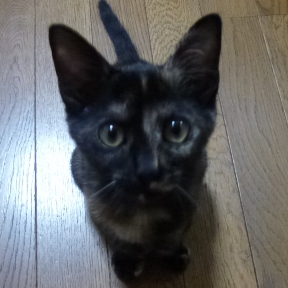 あずきのカバー写真