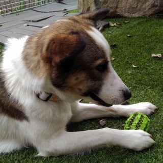 明るく元気な元野犬たい子ちゃん