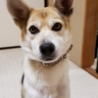 トライアル決定　一時中断　マイ