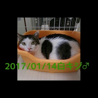 【感謝】一般譲渡対象へ移りました②遺棄白キジくん