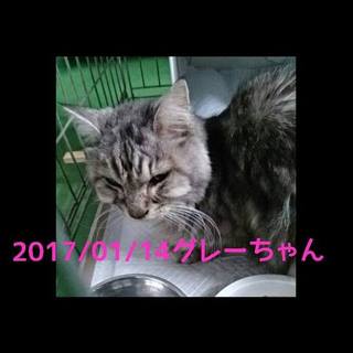 【感謝】繋がりました！③遺棄グレーちゃん