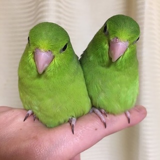 里親様決定しましたご応募ありがとうございました。