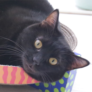 抱っこもOK、よく遊ぶクロちゃん