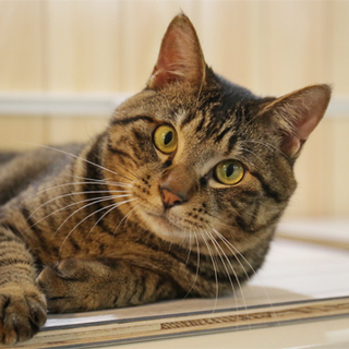 抱っこもOK、よく遊ぶキジちゃん