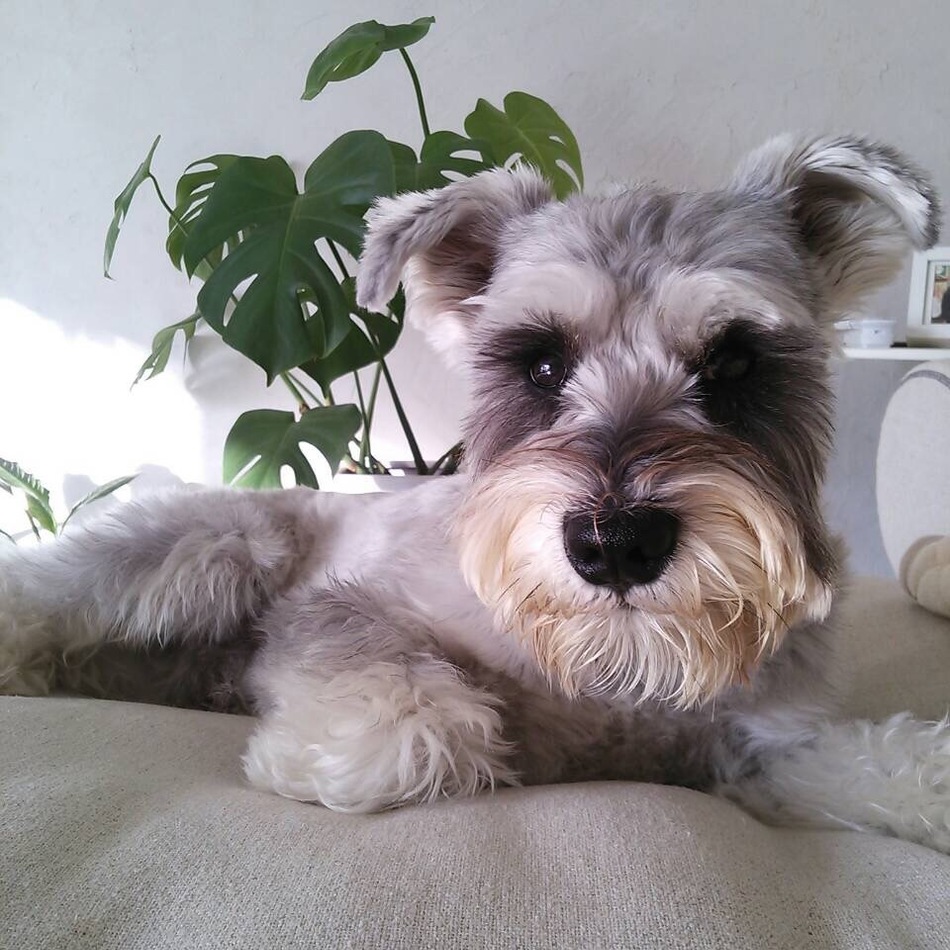 クッキーのカバー写真