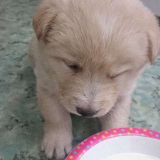 可愛い3兄弟です(募集一時停止)