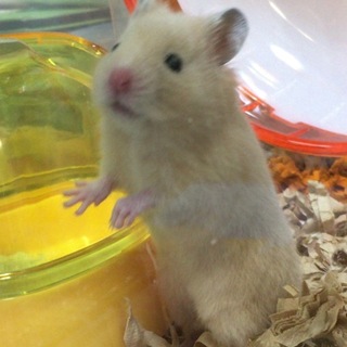 キンクマハムスター3ヶ月