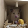 キンクマハムスター3ヶ月 サムネイル2