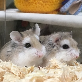 ロボロフスキーハムスター3ヶ月・4ヶ月