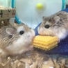 ロボロフスキーハムスター3ヶ月・4ヶ月 サムネイル2