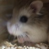 ロボロフスキーハムスター3ヶ月・4ヶ月 サムネイル3
