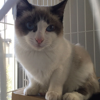 【一時募集ストップ致します】ブルーの目のシャム風