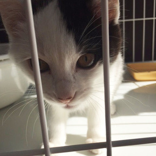 【一時募集ストップ致します】生後3か月の七三分け猫