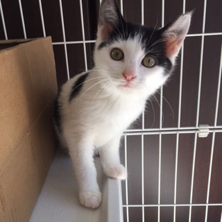 【一時募集ストップ致します】生後3か月の飛び石柄猫