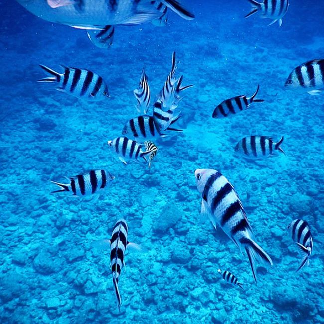 さやぼぅのカバー写真