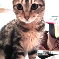 「ありがとう凛ちゃん」サムネイル2