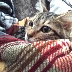 「ありがとう凛ちゃん」サムネイル3