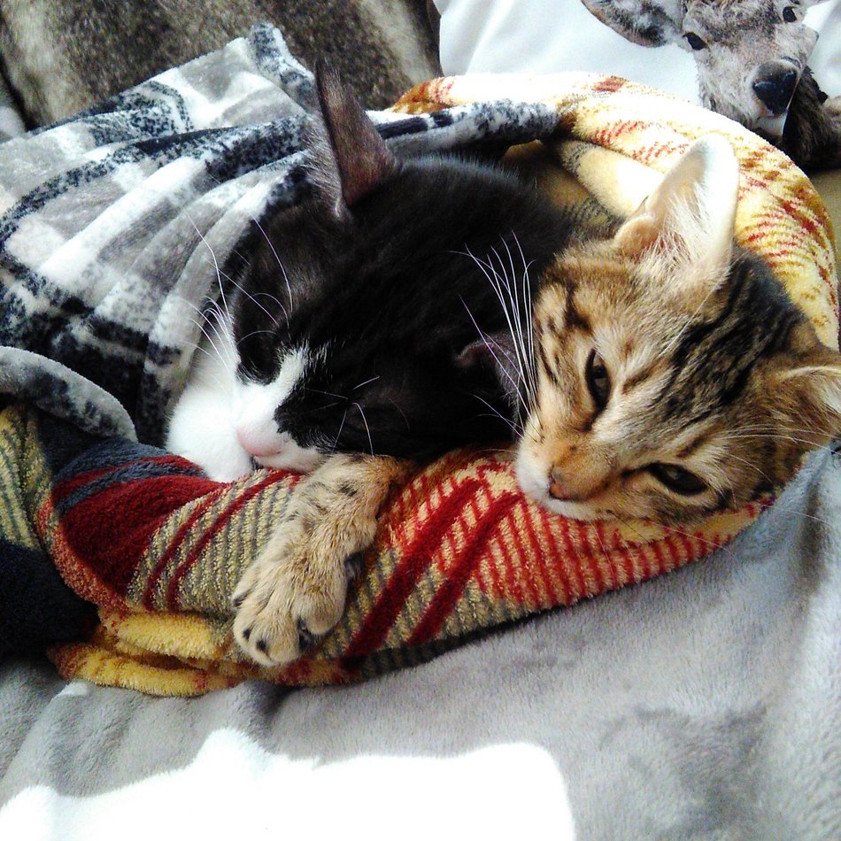 リンちゃんのカバー写真