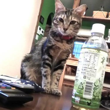 テンちゃんの赤い首輪を嫌がらなかった。