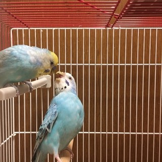 ココ&ココリナです‼︎私たちセキセイインコです‼︎