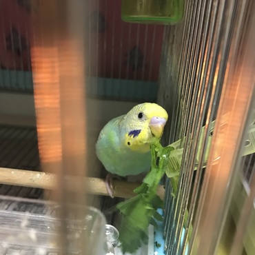 春菊！